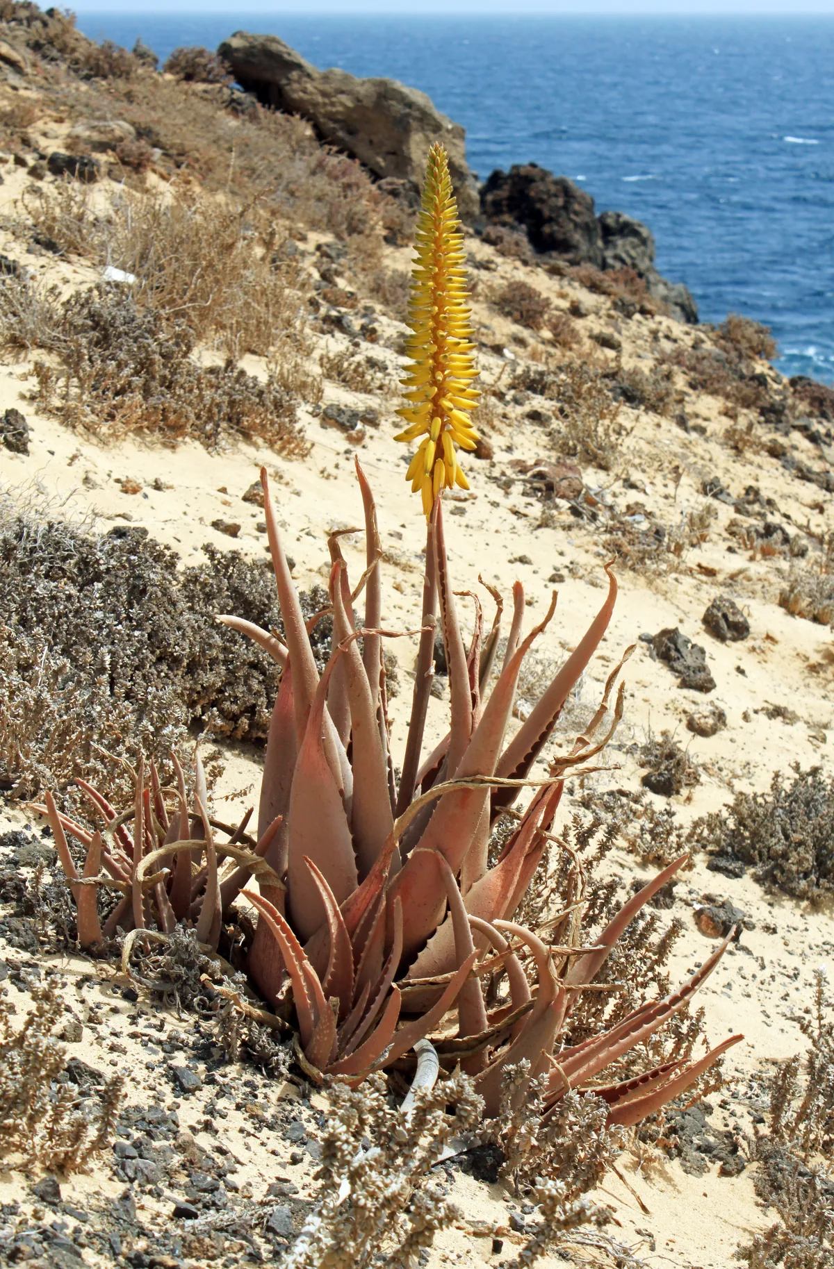 Aloe vera (Aloe vera) plant