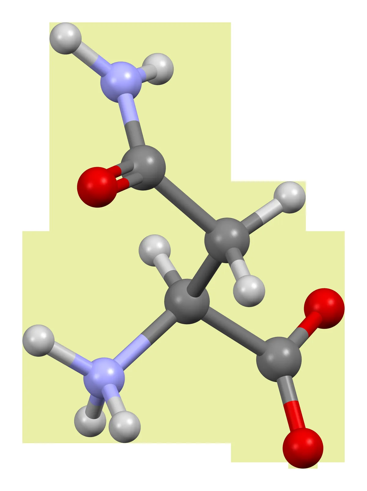 Ball-and-stick molecular model of the amino acid L-asparagine