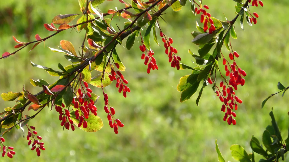 Barberry (Berberis vulgaris) berries