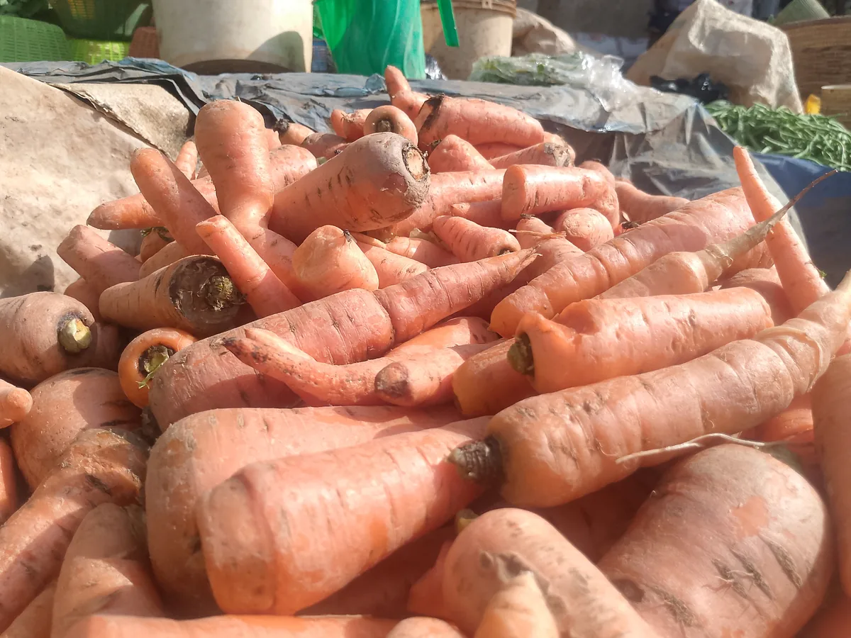 A bunch of fresh orange carrots, a rich source of beta-carotene
