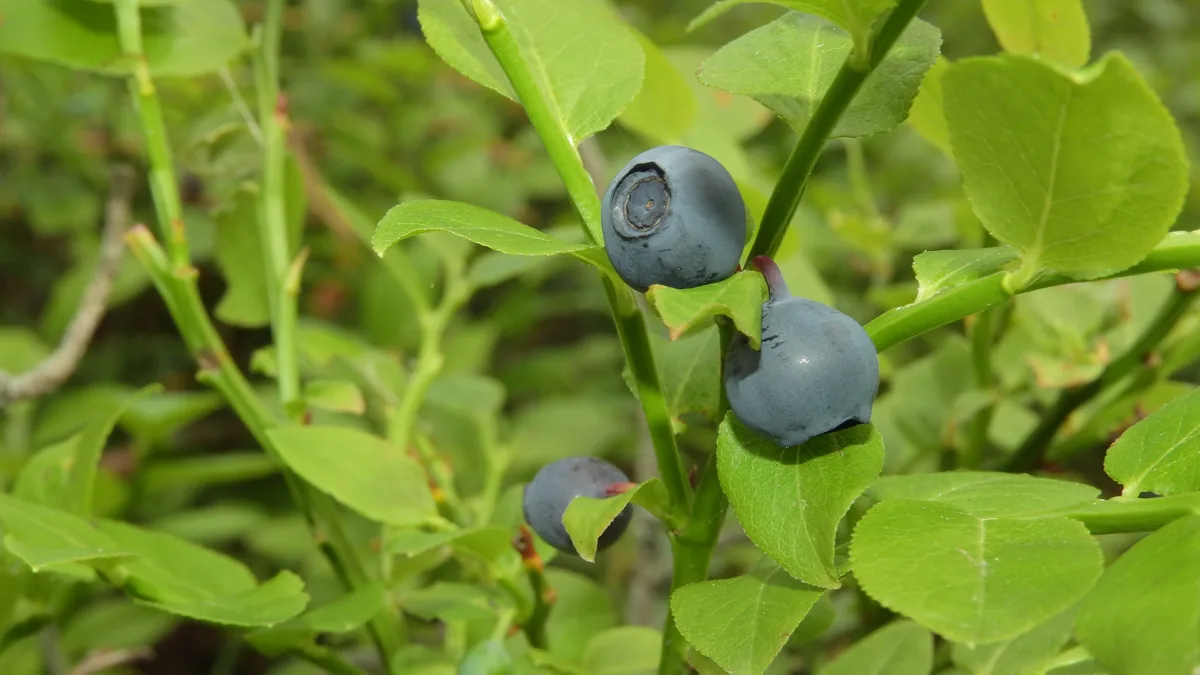 Bilberry (Vaccinium myrtillus) berries
