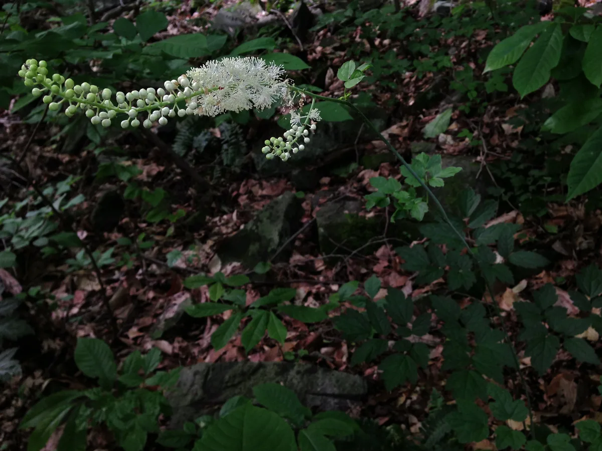 Black cohosh (Actaea racemosa) in flower