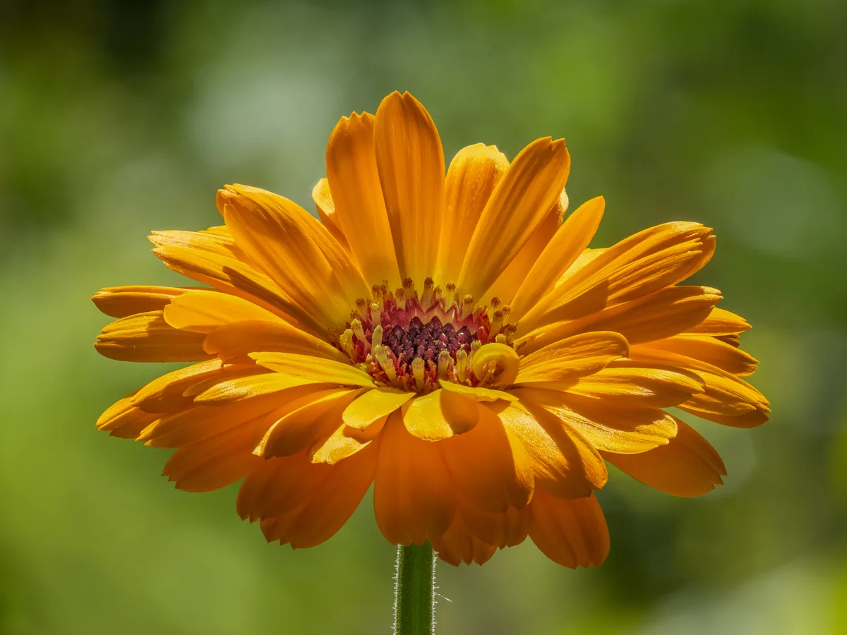 Calendula (pot marigold) (Calendula officinalis) flower