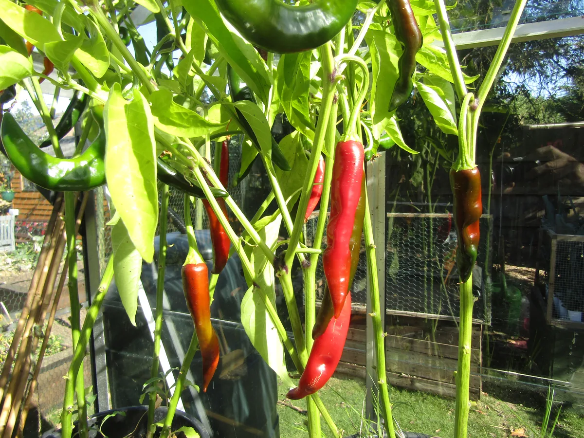 Cayenne pepper (Capsicum annuum) peppers