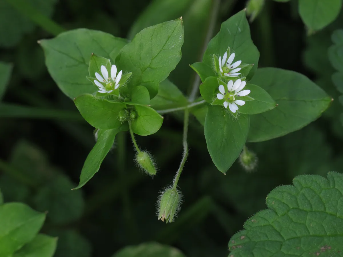Chickweed (Stellaria media) in flower
