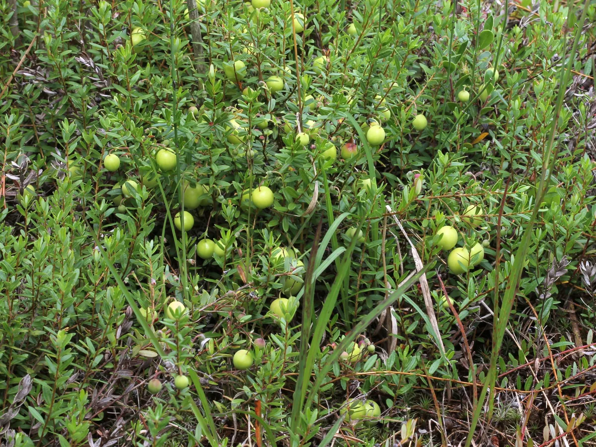 Cranberry (Vaccinium macrocarpon) fruit