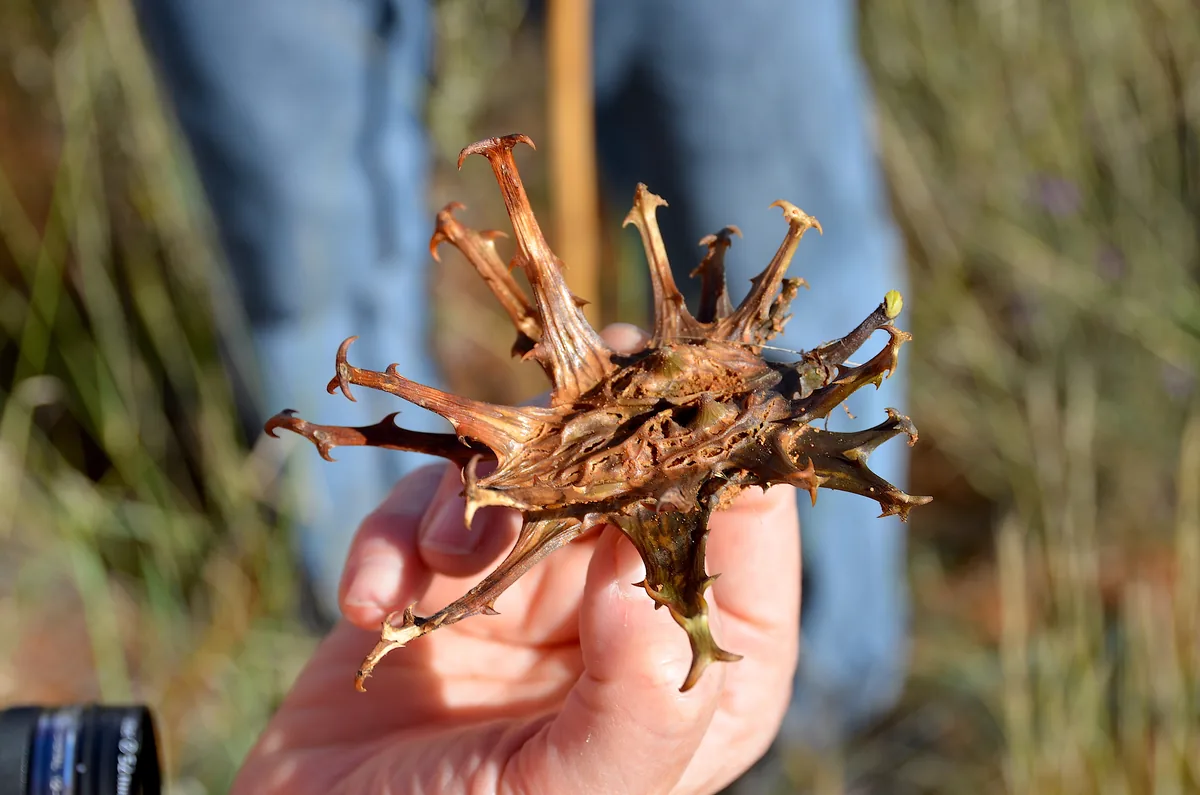 Devil's claw (Harpagophytum procumbens) plant