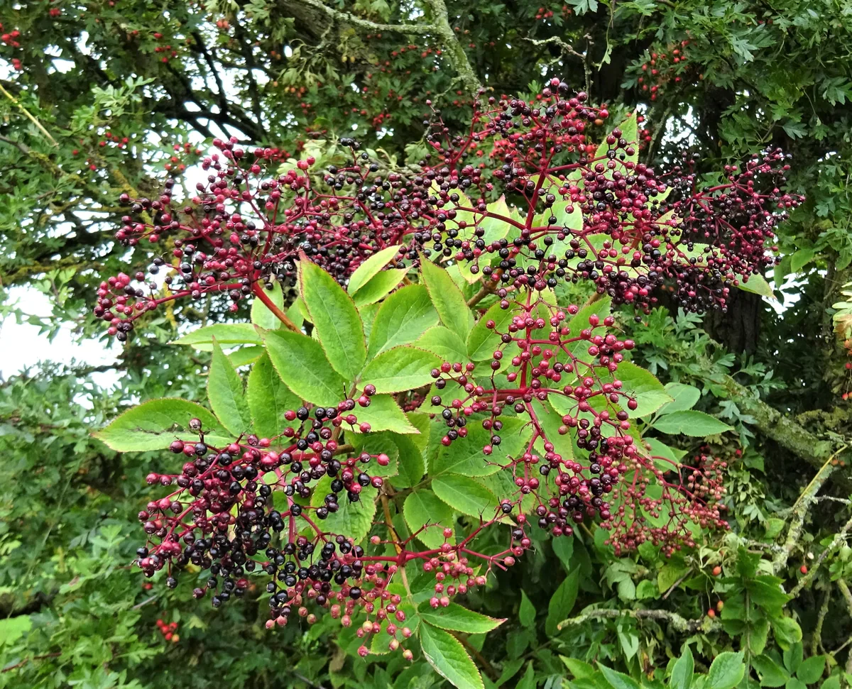Elderberry (Sambucus nigra) berries