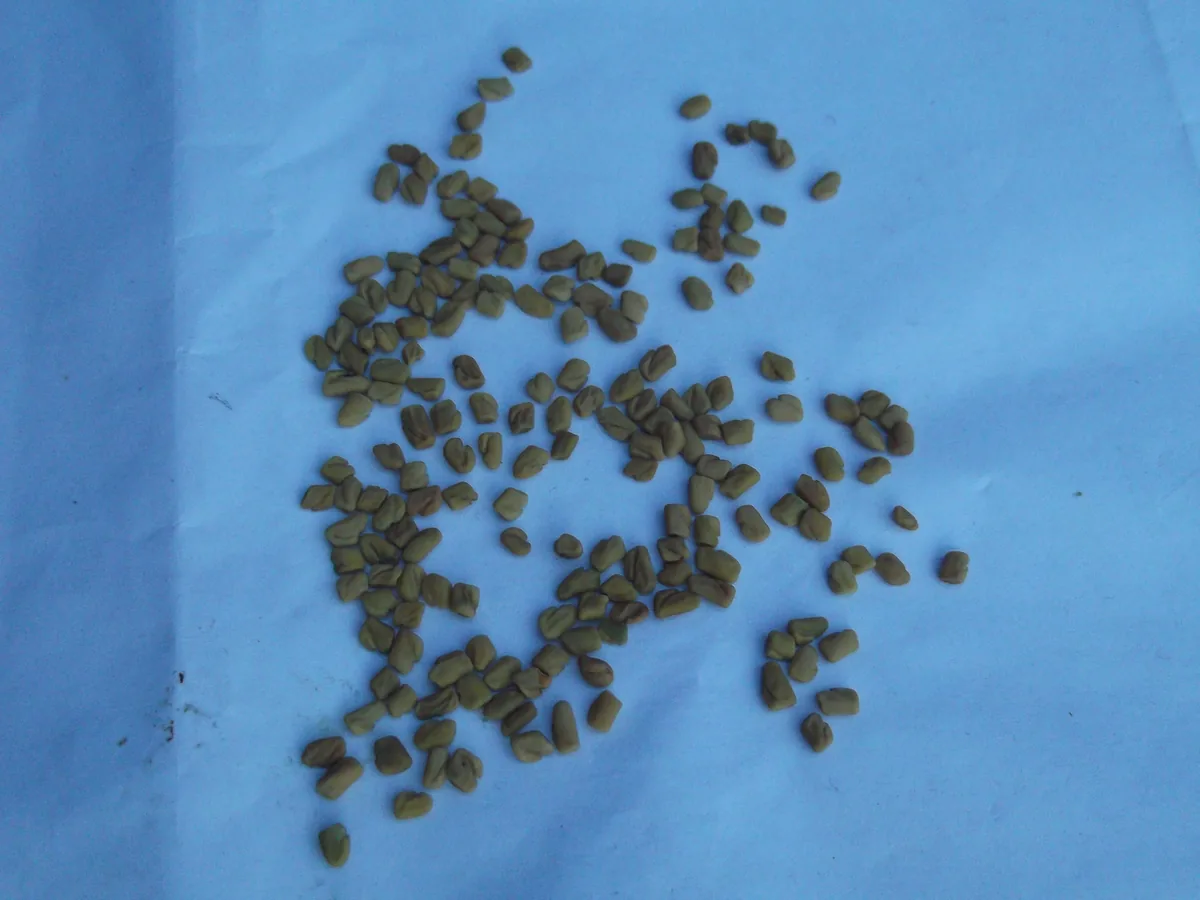 Fenugreek (Trigonella foenum-graecum) plant