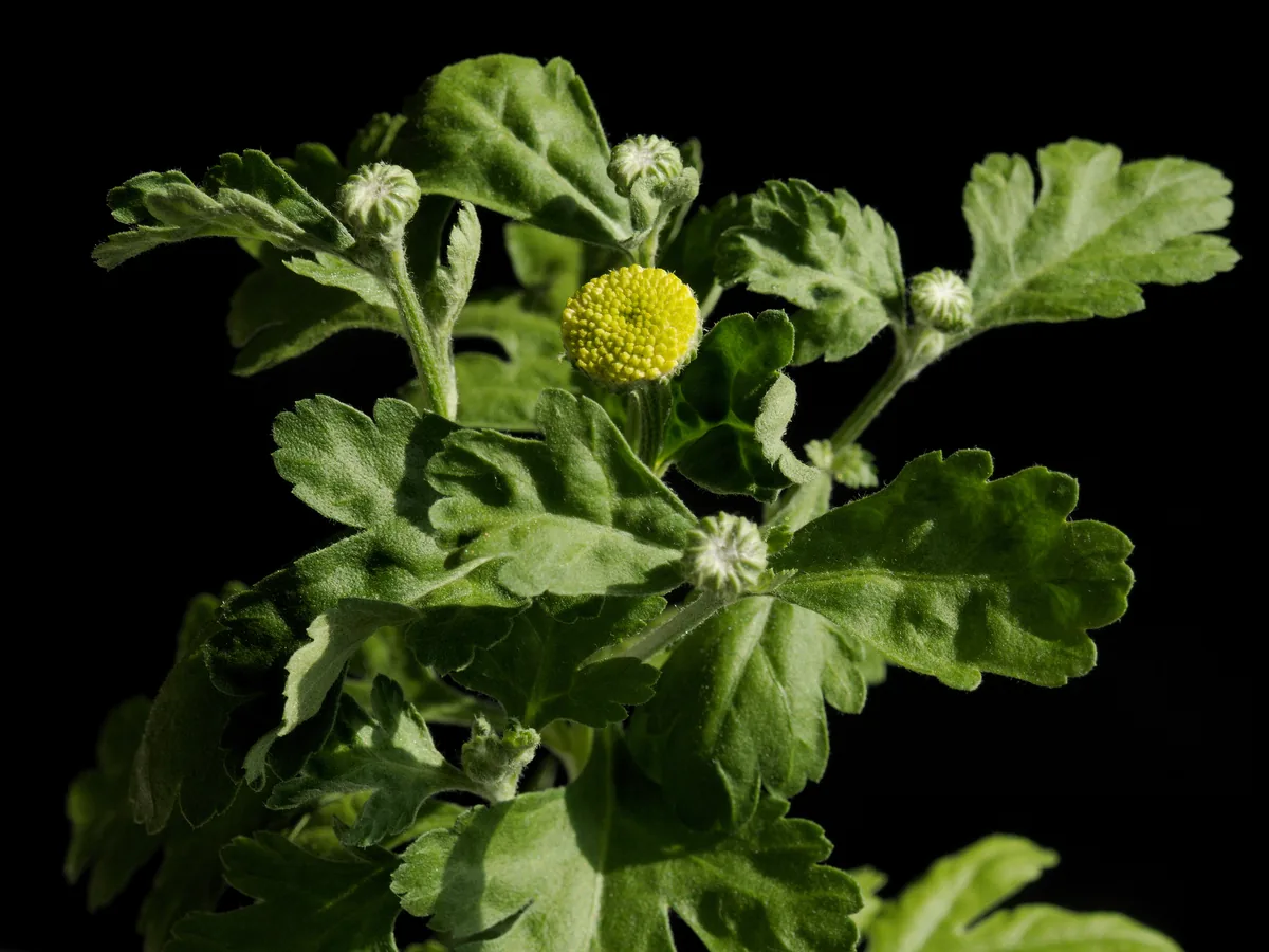 Feverfew (Tanacetum parthenium) flowers