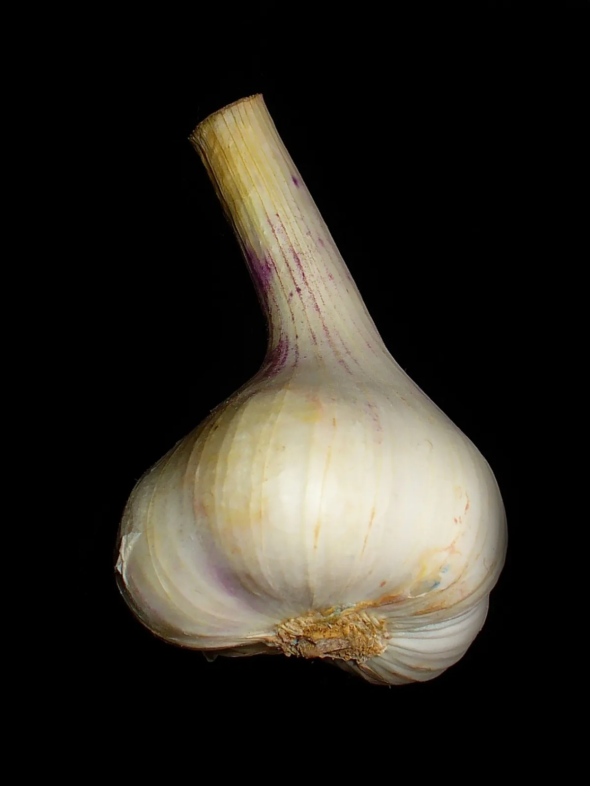 Garlic (Allium sativum) bulb