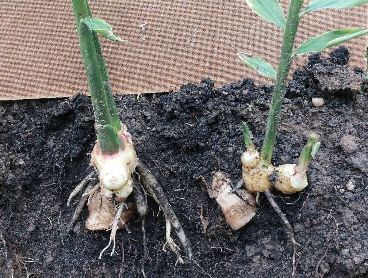 Ginger (Zingiber officinale) plant