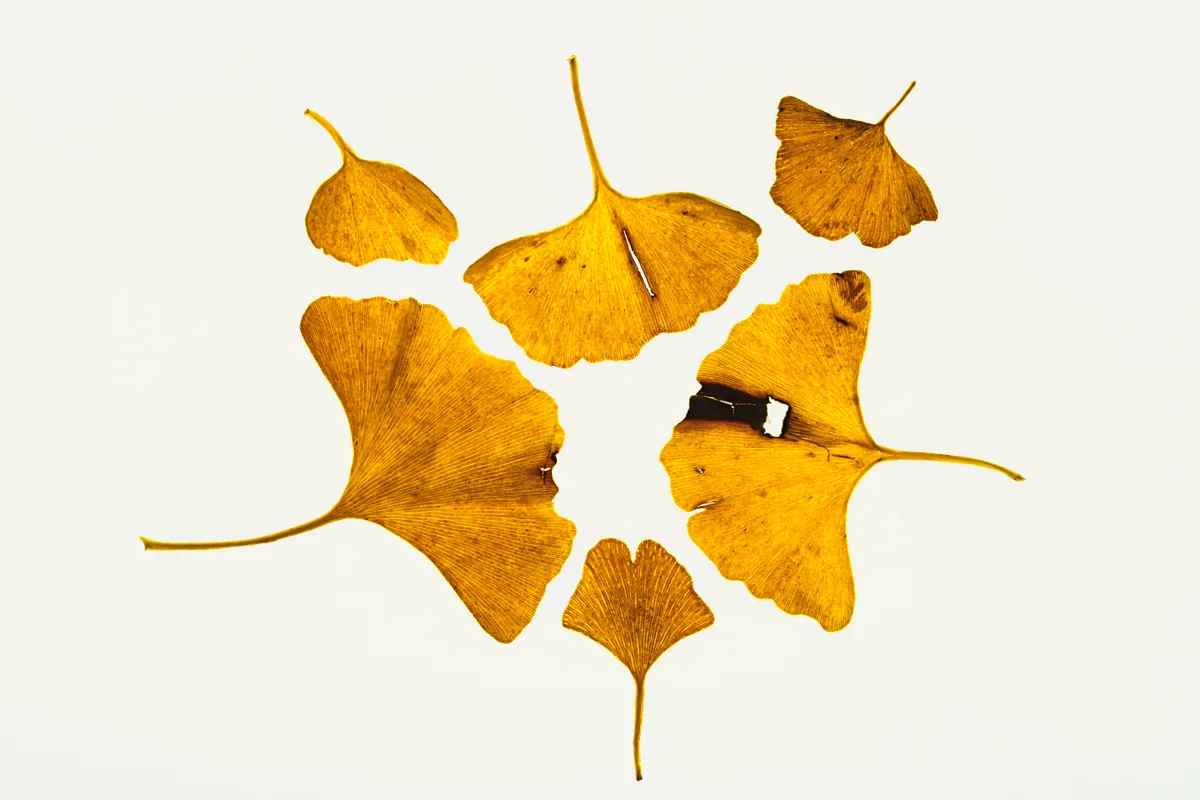 Ginkgo (Ginkgo biloba) leaves