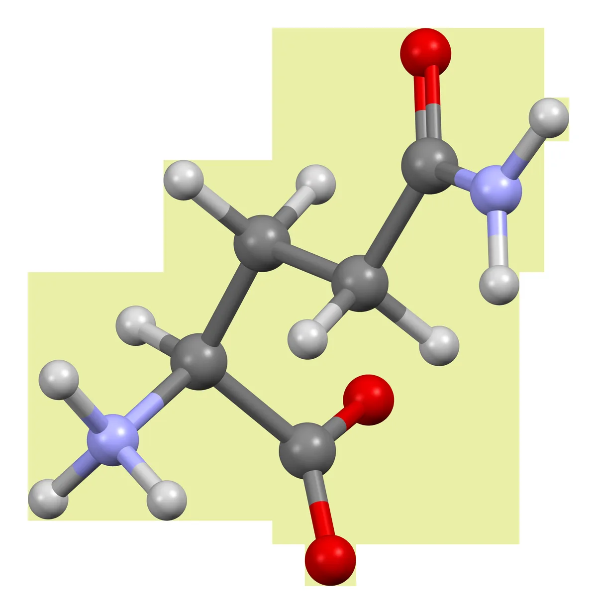 Ball-and-stick molecular model of the amino acid L-glutamine