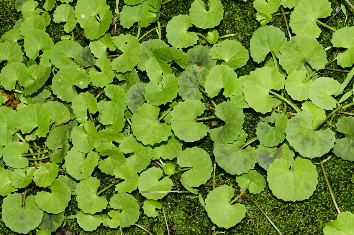 Gotu kola (Centella asiatica) plant