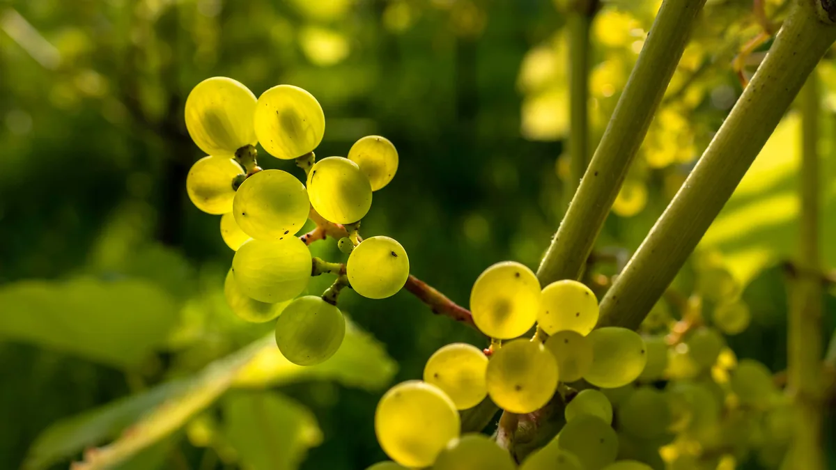 Grape (Vitis vinifera) grapes and leaves