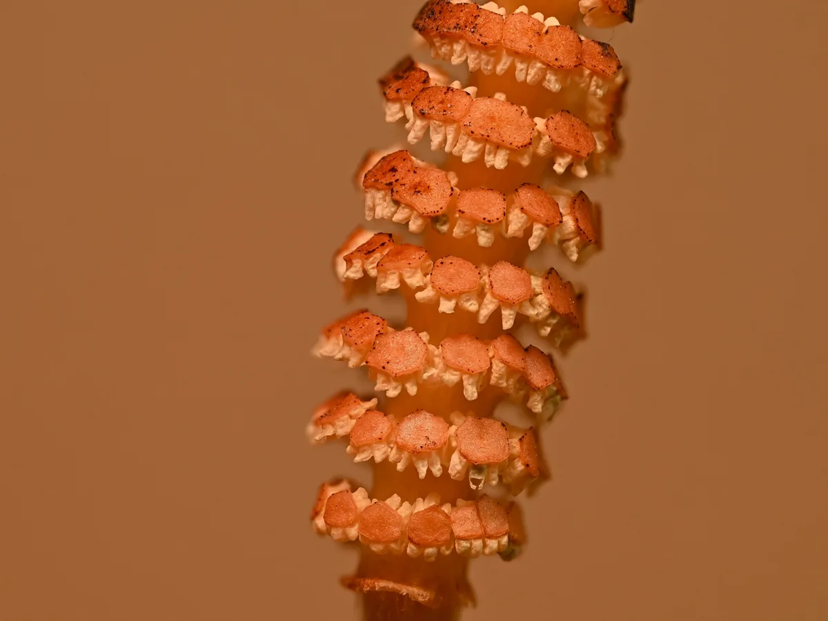 Field horsetail (Equisetum arvense) plant