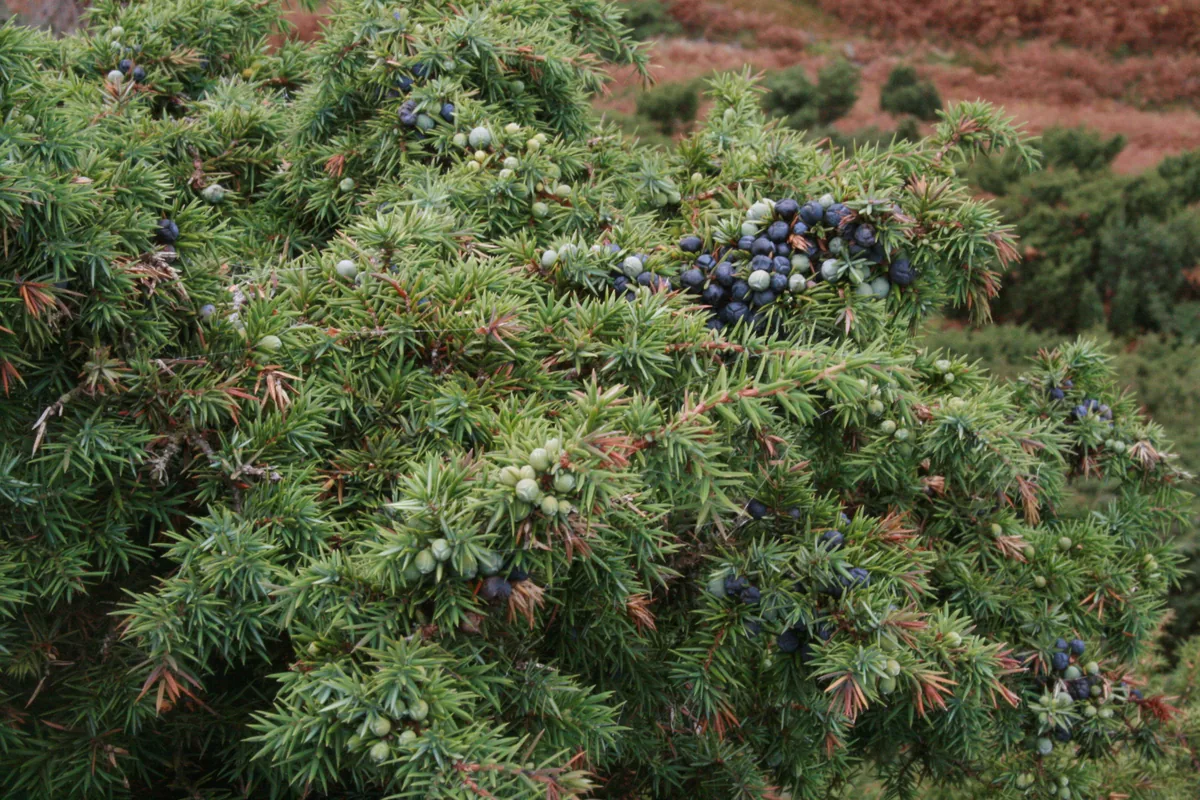 Juniper (Juniperus communis) berries