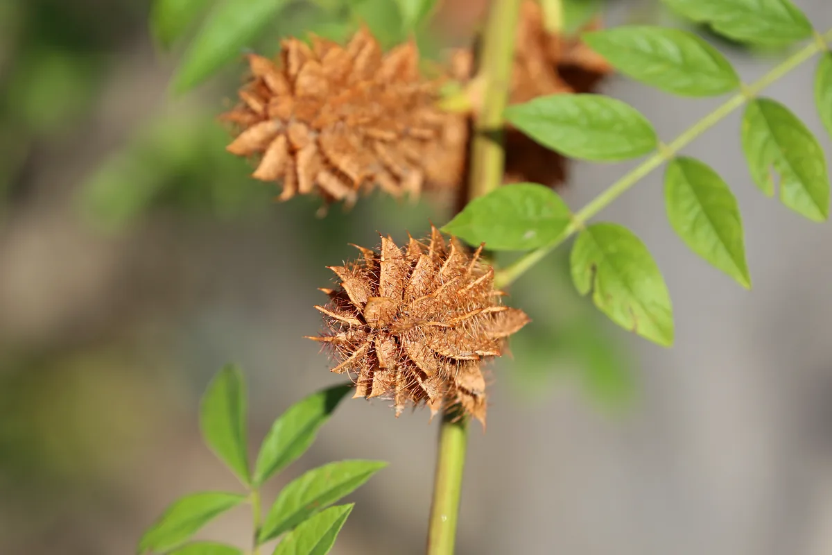 Licorice (Glycyrrhiza glabra) plant