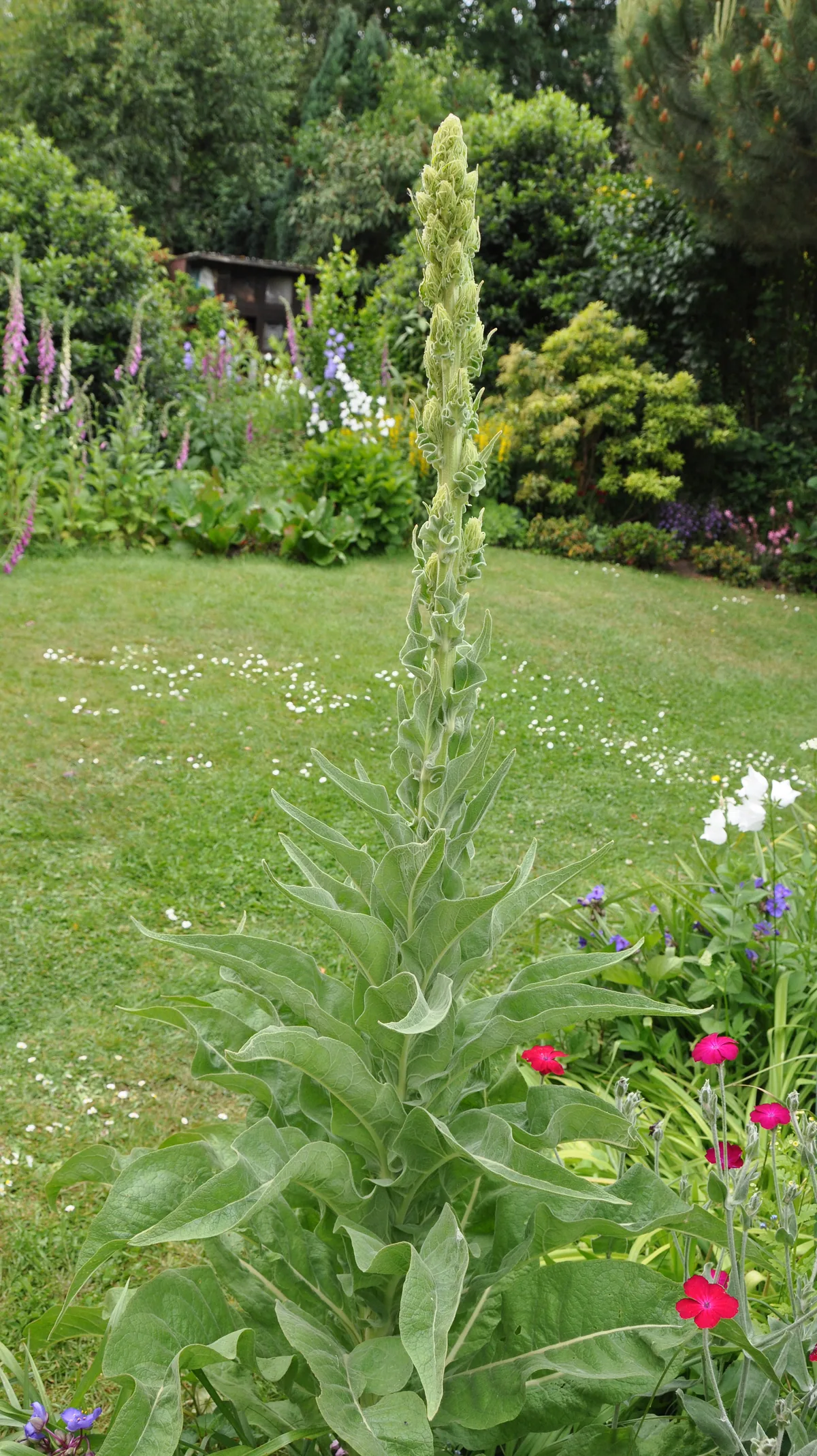 Common mullein (Verbascum thapsus) with a tall yellow flowering spike and woolly grey-green leaves