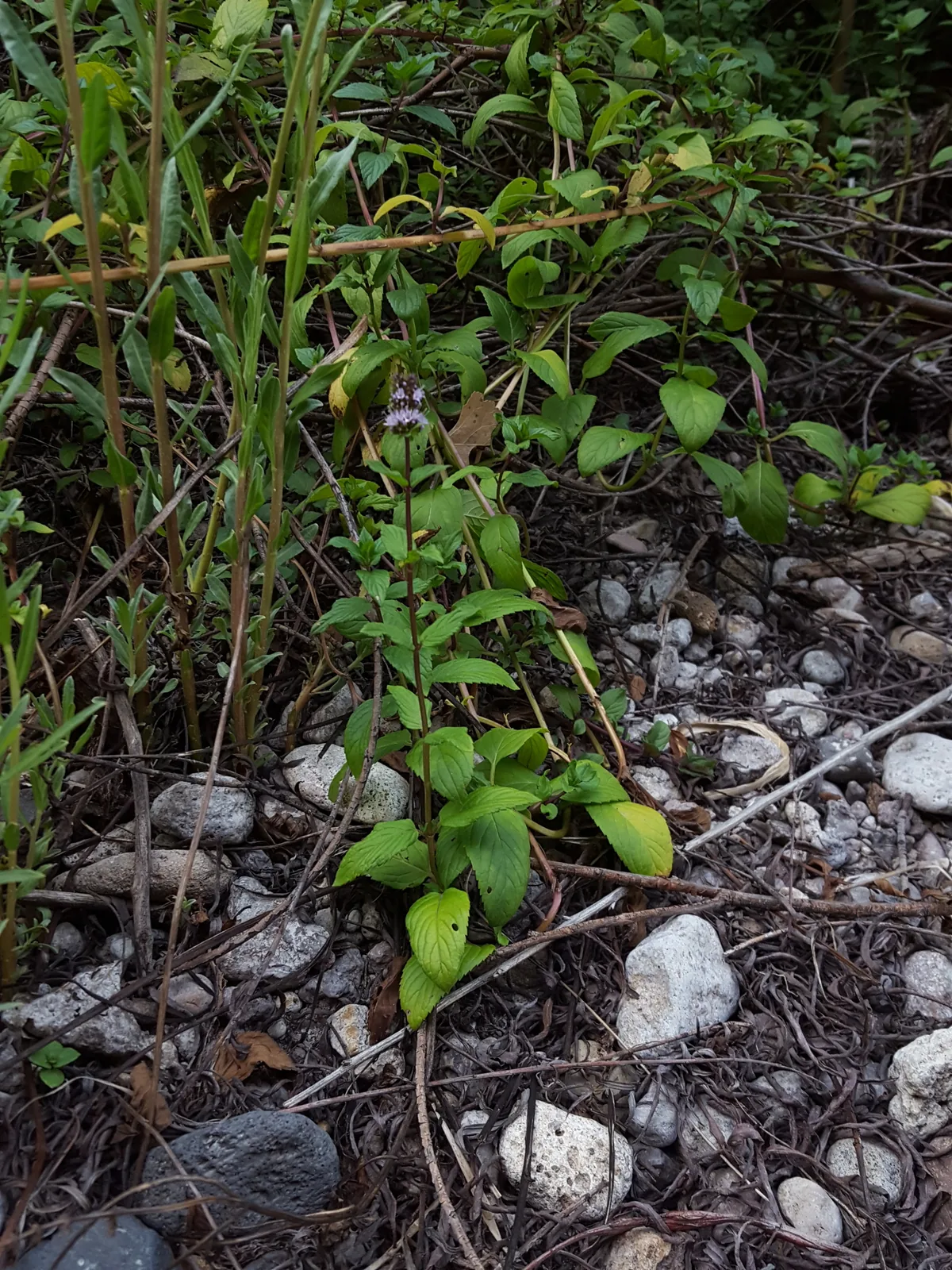 Peppermint plant (Mentha × piperita) with dark green serrated leaves