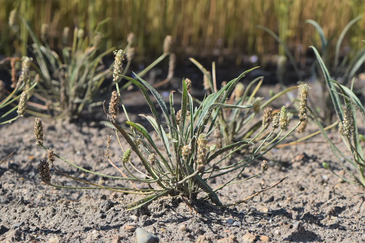 Psyllium plant (Plantago ovata) with narrow leaves and slender flower spikes