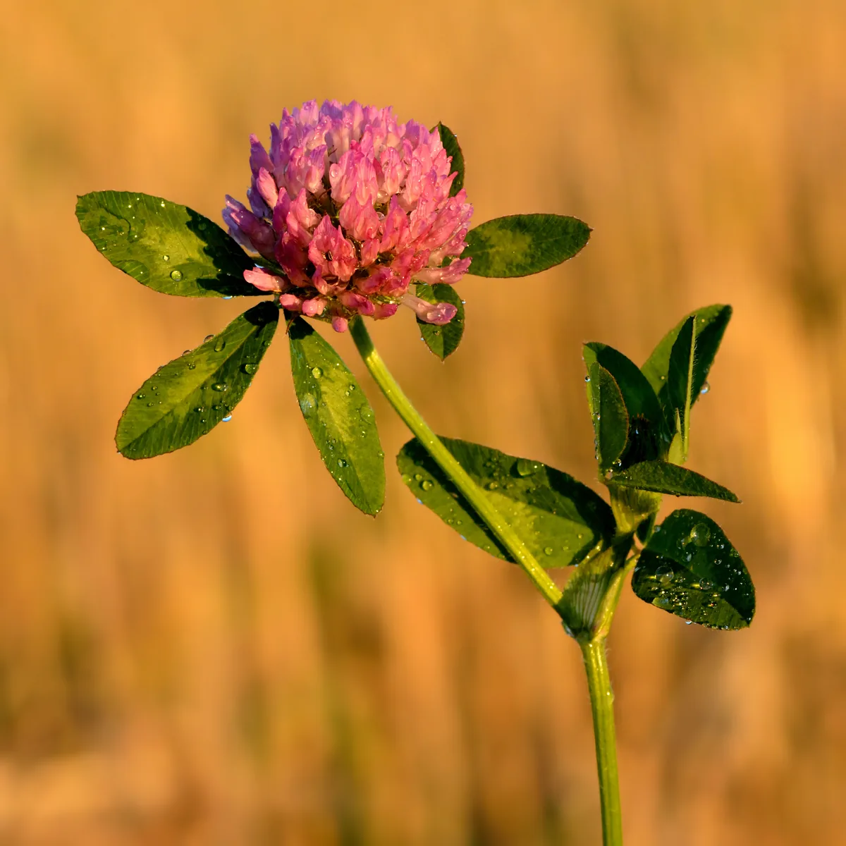 Red clover (Trifolium pratense) with a rounded pinkish-purple flower head and trifoliate leaves