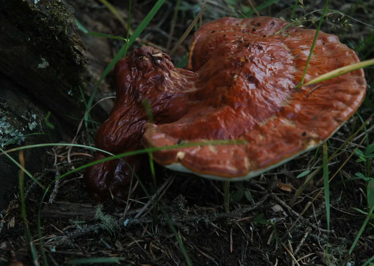 Reishi mushroom (Ganoderma lucidum) with a glossy reddish-brown kidney-shaped cap