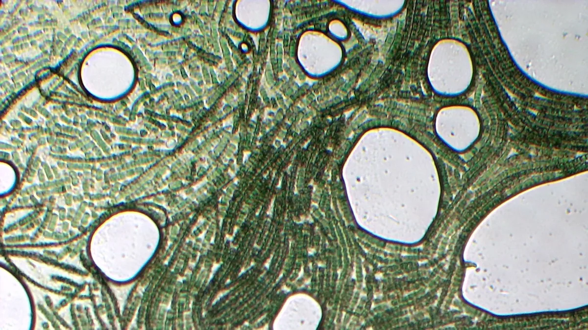 Spirulina (Arthrospira platensis) shown as coiled blue-green cyanobacterium filaments under the microscope