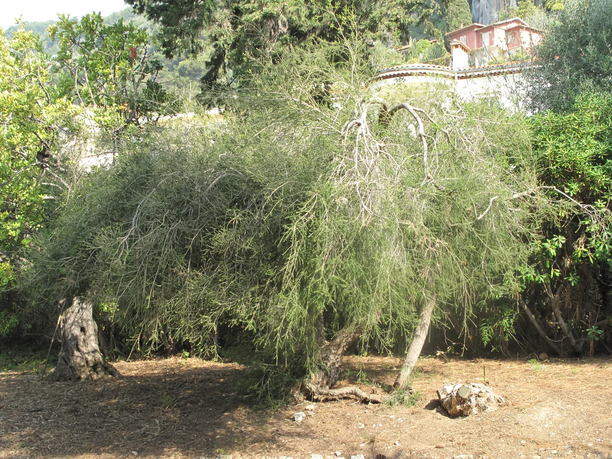 Tea tree (Melaleuca alternifolia) with fine needle-like foliage and fluffy white bottlebrush flowers