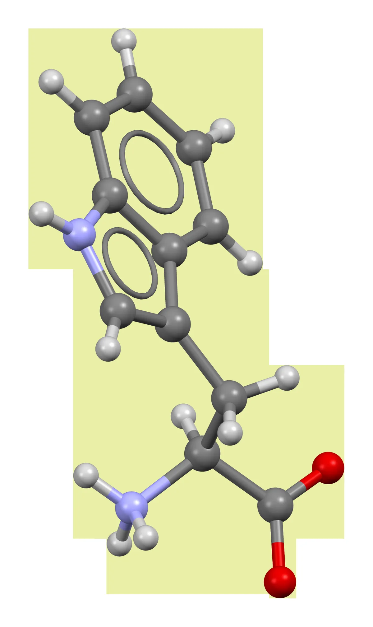 Ball-and-stick molecular model of the amino acid L-tryptophan